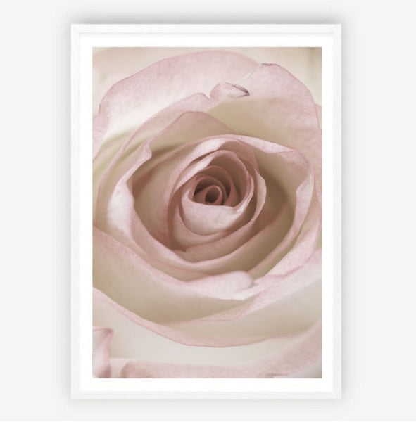 Morning Bloom Print-Art for Interiors-Online Framed-Australian Made Wall Art-Milk n Honey Designs
