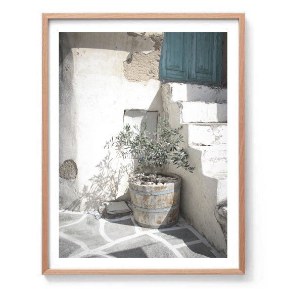 Olive Tree Photography Print