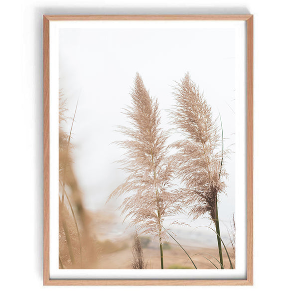 Wild Pampas Grass Photography Print-Art for Interiors-Online Framed-Australian Made Wall Art-Milk n Honey Designs