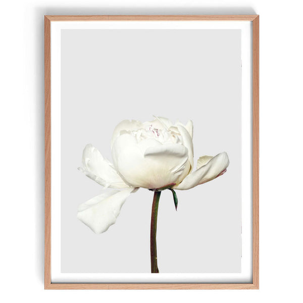 Peonia Photographic Print-Art for Interiors-Online Framed-Australian Made Wall Art-Milk n Honey Designs