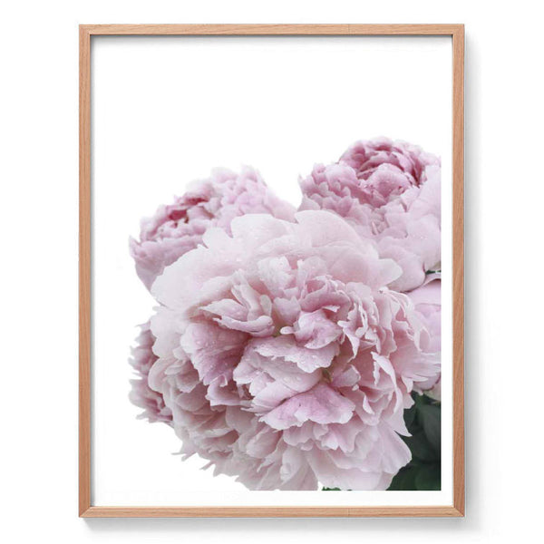 Peonies in Bloom-Art for Interiors-Online Framed-Australian Made Wall Art-Milk n Honey Designs