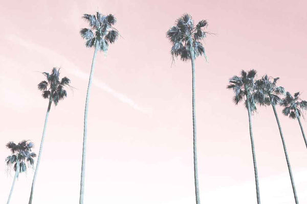 Pink Palms Photography Print-Art for Interiors-Online Framed-Australian Made Wall Art-Milk n Honey Designs