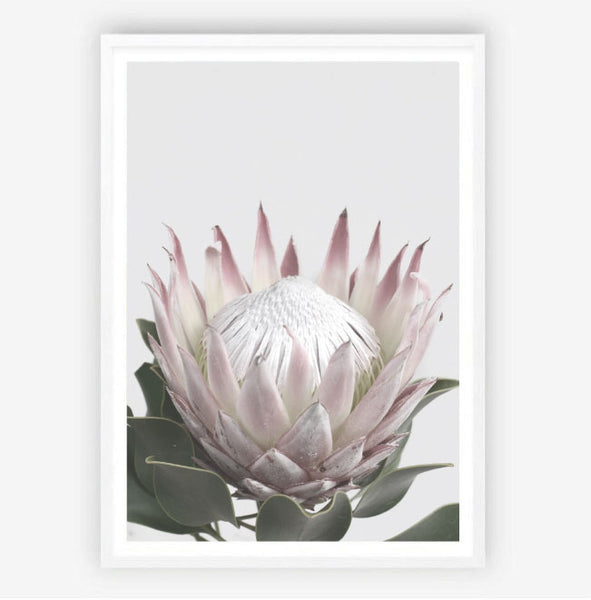 Protea in Bloom II Print-Art for Interiors-Online Framed-Australian Made Wall Art-Milk n Honey Designs