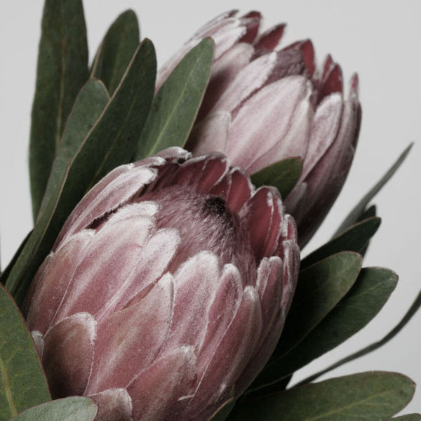 Protea in Bloom Print-Art for Interiors-Online Framed-Australian Made Wall Art-Milk n Honey Designs