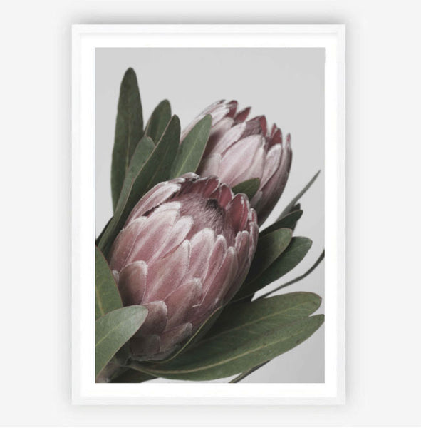 Protea in Bloom Print-Art for Interiors-Online Framed-Australian Made Wall Art-Milk n Honey Designs