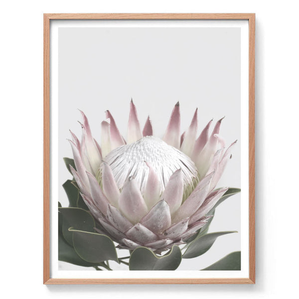 Protea in Bloom II Print-Art for Interiors-Online Framed-Australian Made Wall Art-Milk n Honey Designs