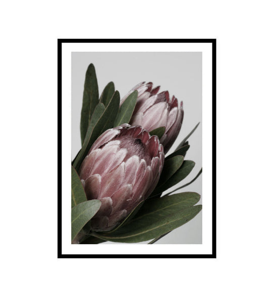 Protea in Bloom Print-Art for Interiors-Online Framed-Australian Made Wall Art-Milk n Honey Designs