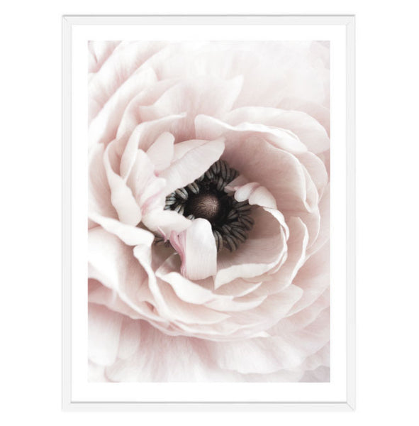 Ranunculus Flower I Print-Art for Interiors-Online Framed-Australian Made Wall Art-Milk n Honey Designs