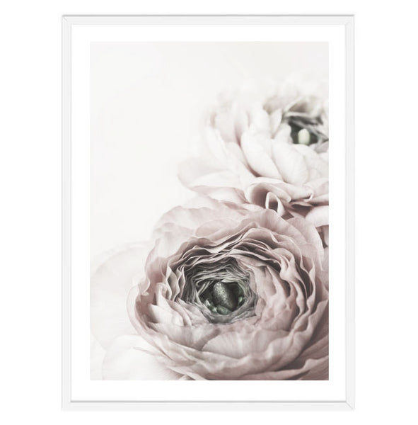 Ranunculus Flower II Print-Art for Interiors-Online Framed-Australian Made Wall Art-Milk n Honey Designs