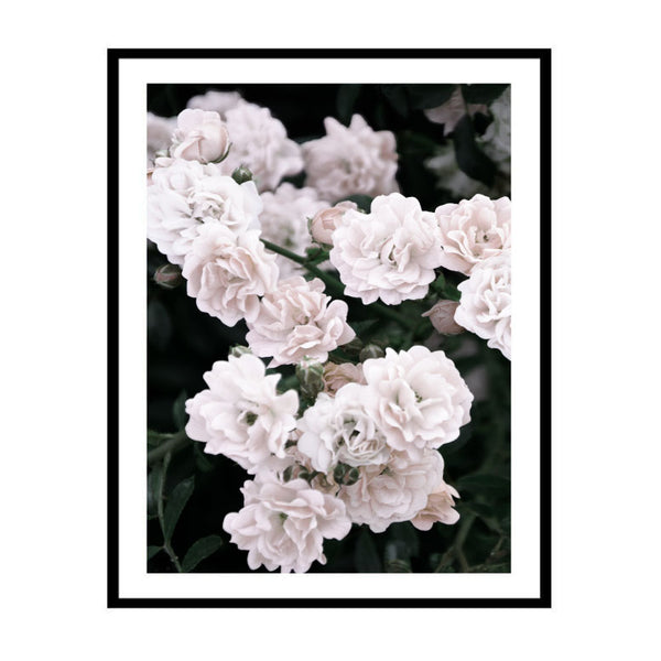Garden Roses Print-Art for Interiors-Online Framed-Australian Made Wall Art-Milk n Honey Designs