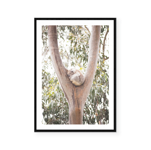Sleeping Koala Print