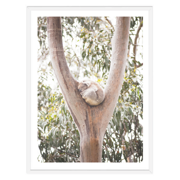 Sleeping Koala Print