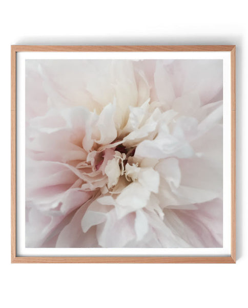 Soft Inner Bloom Print-Art for Interiors-Online Framed-Australian Made Wall Art-Milk n Honey Designs