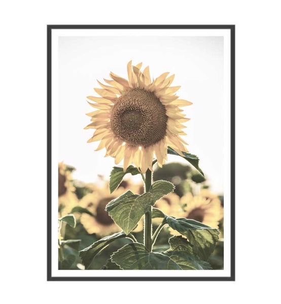 Sunflowers Wall Art Print-Art for Interiors-Online Framed-Australian Made Wall Art-Milk n Honey Designs