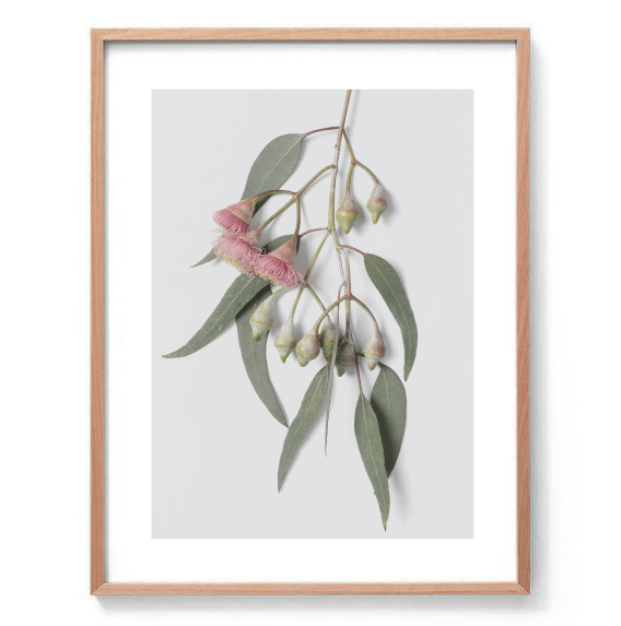 Flowering Gum Leaves Print