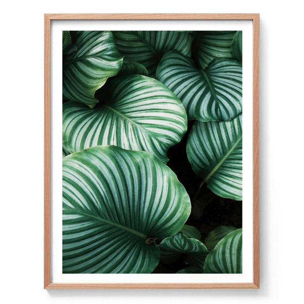 Variegated Leaf Photography Print-Art for Interiors-Online Framed-Australian Made Wall Art-Milk n Honey Designs