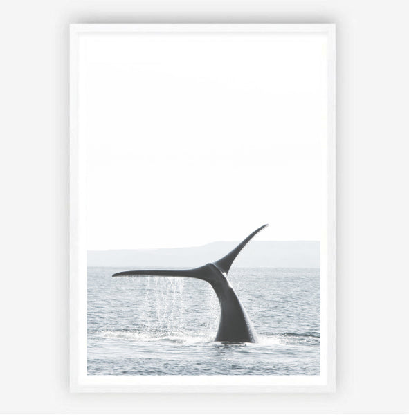 Hump Back Whale Ocean Print-Art for Interiors-Online Framed-Australian Made Wall Art-Milk n Honey Designs