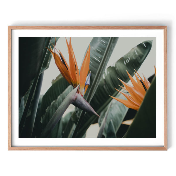 Bird of Paradise Leaf Print-Art for Interiors-Online Framed-Australian Made Wall Art-Milk n Honey Designs