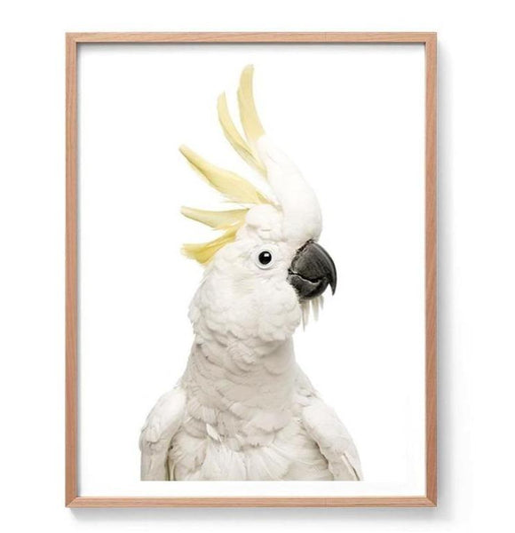 Cockatoo Photographic Print-Art for Interiors-Online Framed-Australian Made Wall Art-Milk n Honey Designs