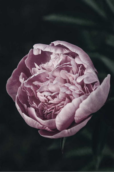 Midnight Garden Print-Art for Interiors-Online Framed-Australian Made Wall Art-Milk n Honey Designs