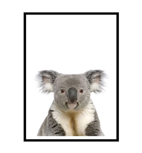 Koala Photographic Print-Art for Interiors-Online Framed-Australian Made Wall Art-Milk n Honey Designs