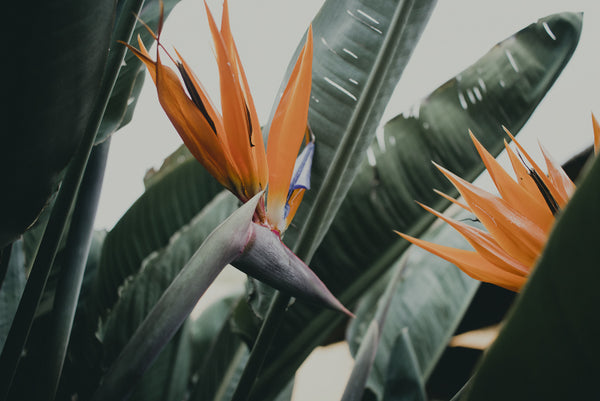 Bird of Paradise Leaf Print-Art for Interiors-Online Framed-Australian Made Wall Art-Milk n Honey Designs